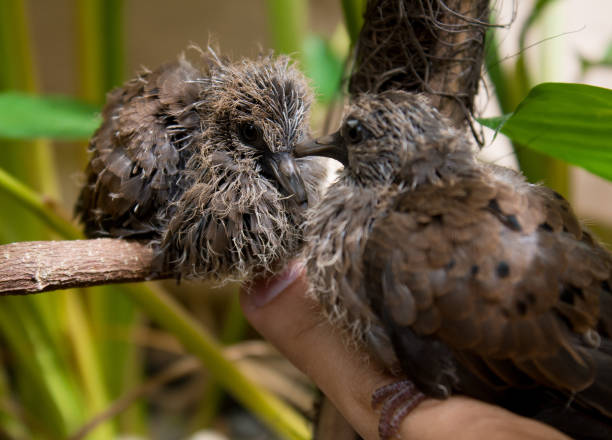 baby pigeon